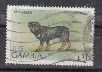 KOIRA aihetta GAMBIA