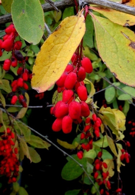 Amurinhappomarja (Berberis amurense), siemeniä 20 kpl