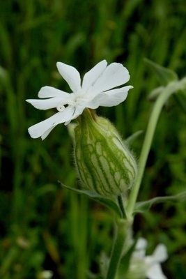 Valkoailakki (Silene latifolia), siemeniä 100kpl