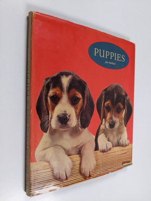 Jane Buckland : Puppies in colour