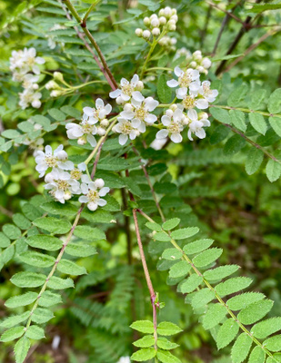 Pilvihelmipihlaja (Sorbus frutescens), siemeniä 30 kpl
