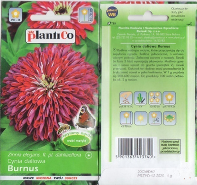 Tsinnia "Burnus" - HUOM PÄiVÄYS! Ale -30%#