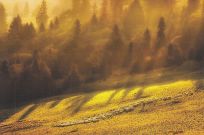 Lammaslauma