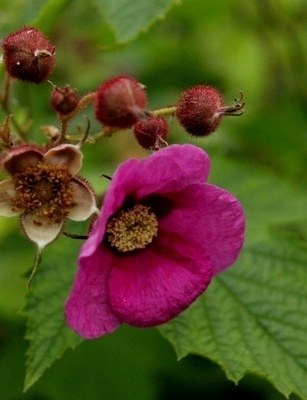 Tuoksuvatukka (Rubus odoratus), siemeniä 50 kpl