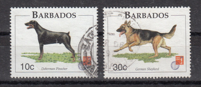 KOIRA aihetta BARBADOS