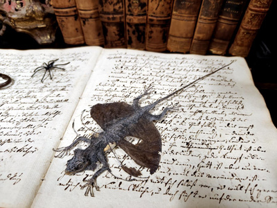 Taksidermia – Draco volans -lentolisko