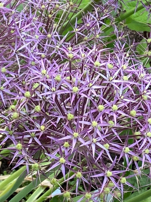 Tähtilaukka (Allium christophii), siemeniä 50 kpl