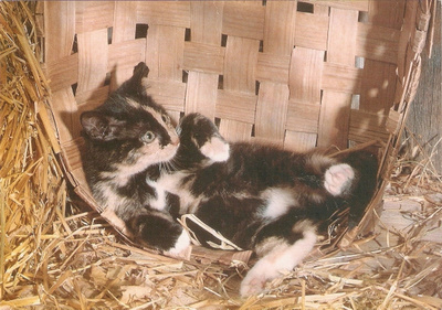 Kissa pärekorissa