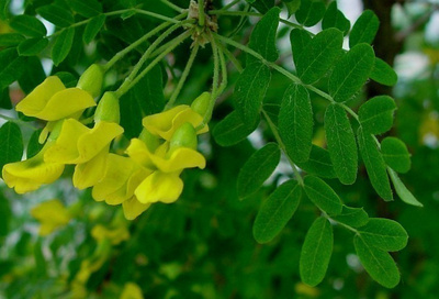 Siperianhernepensas , siemeniä 30 kpl