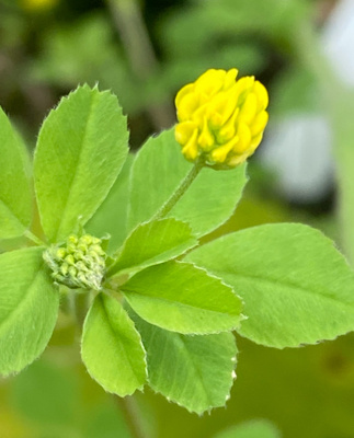 Nurmimailanen (Medicago lupulina), siemeniä 50 kpl