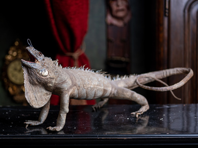 Täytetty iguaani ”Lizard king”