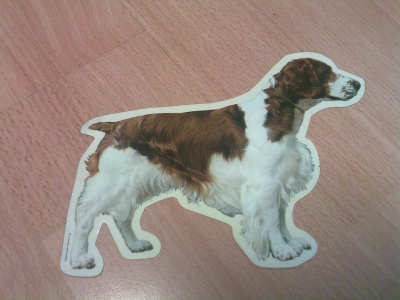 Walessinspringerspanieli tarra *Iso*