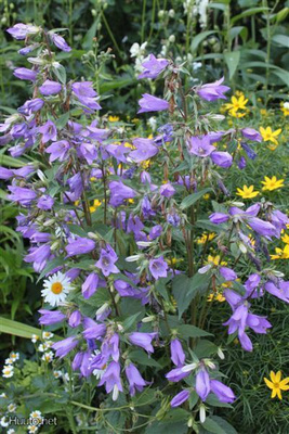Varsankello (Campanula trachelium), siemeniä 100 kpl