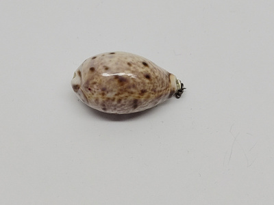 Simpukka rintakoru