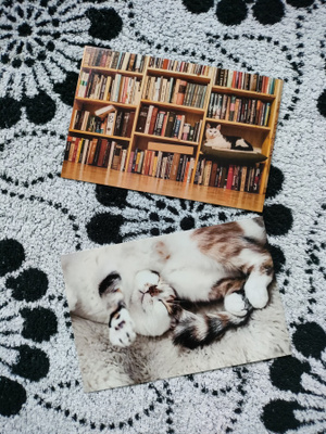 ~Kissa kortti~ 2kpl