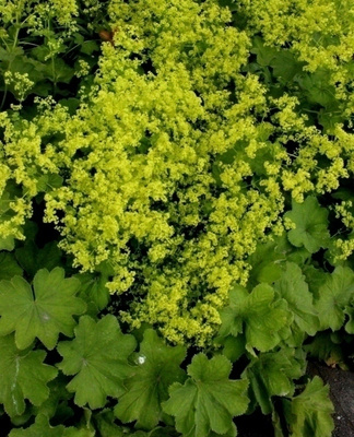 Jättipoimulehti (Alchemilla mollis), siemeniä 50 kpl