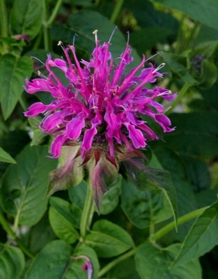 Punaväriminttu, punavioletti (Monarda Media-Ryhmä), siemeniä
