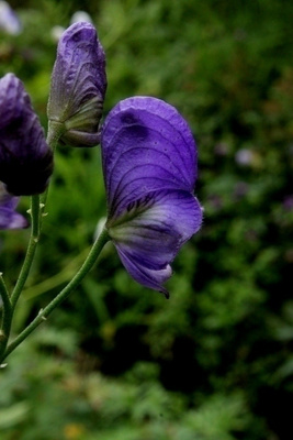 Hokkaidonukonhattu (Aconitum yezoense), siemeniä 50 kpl