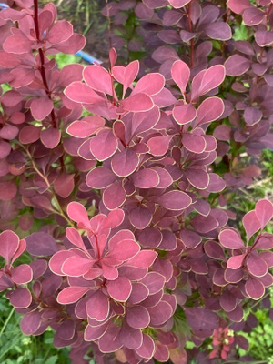 Japaninhappomarja 'Atropurpurea', siemeniä 50 kpl