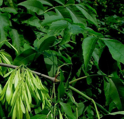 Saarni (Fraxinus excelsior), siemeniä 40 kpl