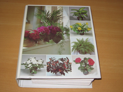 kukkiva kotini-kansio