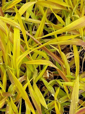 Kultatesma (Milium effusum 'Aureum'), siemeniä 50 kpl