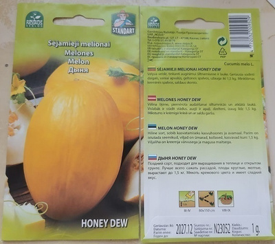 Meloni "Honey Dew" siemenet #