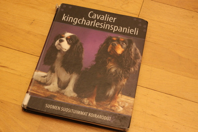 Cavalier kingcharlesinspanieli ja king charlesinspanieli  D2