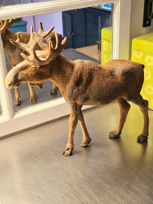 HIRVI