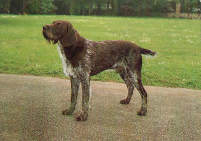 POINTER POSTIKORTTI