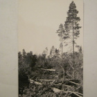 VANHA Postikortti Lappi 1950-l Alkup.Mallikappale - pikkukuva 1