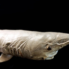 Täytetty mustatäplähai (Carcharhinus sealei), Madagaskar - pikkukuva 4