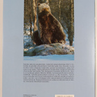 Erik S. Nyholm : Ruskeakarhu : Ursus arctos arctos L - pikkukuva 2