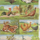 *M.P. 982, lintuja ja pupuja-arkki * - pikkukuva 3