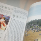 Uudenmaan linnusto - pikkukuva 5
