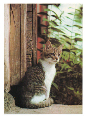 Postikortti KISSA
