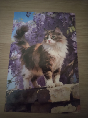 Kissa kortti,kulkematon.