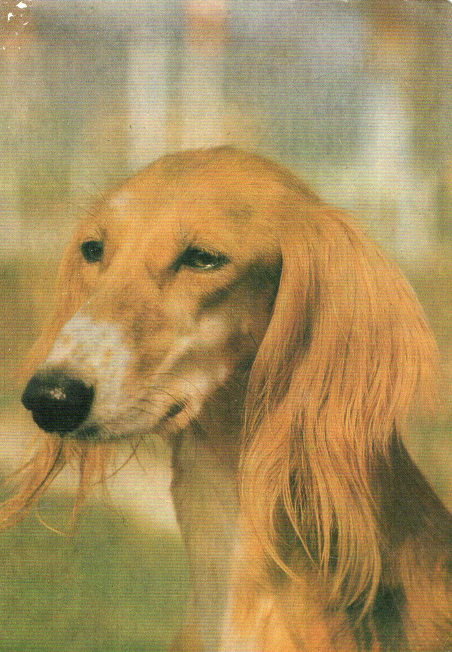SALUKI VINTTIKOIRA POSTIKORTTI