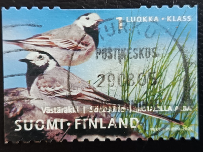 -01 Västäräkki. Lo