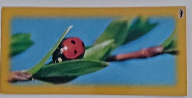 "Seitsenpistepirkko""-KULKEMATON POSTIKORTTI
