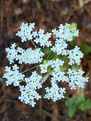 Ahopukinjuuri (Pimpinella saxifraga), siemeniä 100 kpl