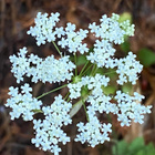 Ahopukinjuuri (Pimpinella saxifraga), siemeniä 100 kpl - pikkukuva 1