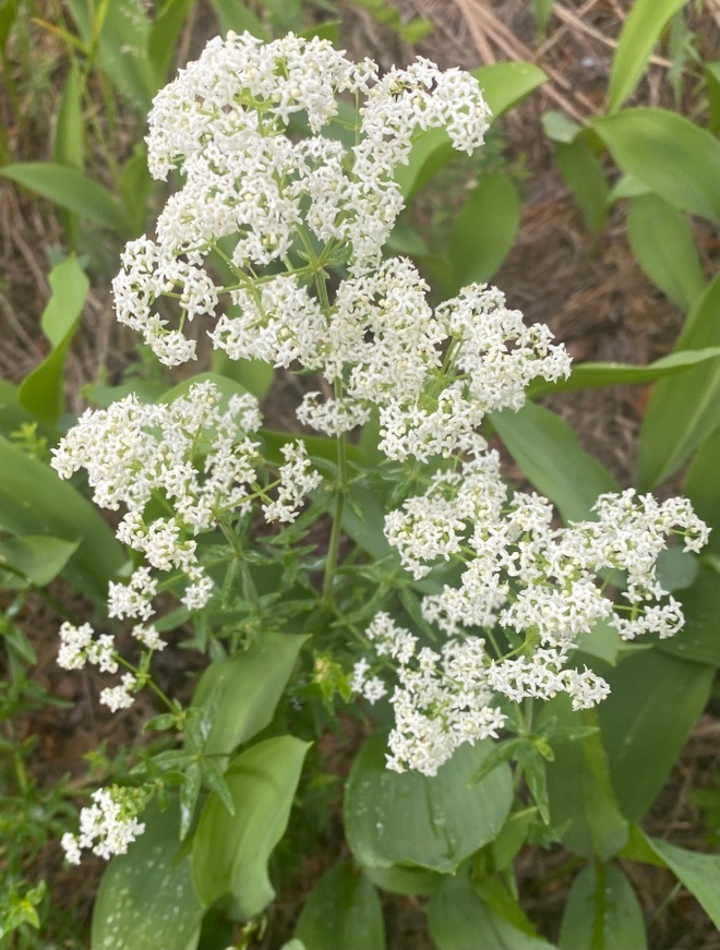 Ahomatara (Galium boreale), siemeniä 50 kpl