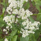 Ahomatara (Galium boreale), siemeniä 50 kpl - pikkukuva 1