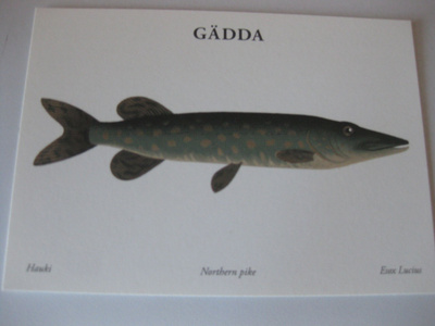 Gädda, hauki
