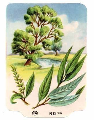 MLP 1261 / NELKKU: Salava - piilipuu. 1960-l. HARVINAINEN!!