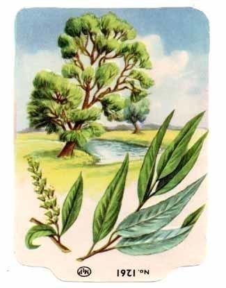 MLP 1261 / NELKKU: Salava - piilipuu. 1960-l. HARVINAINEN!!