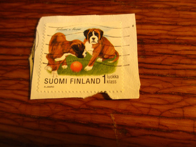 suomi pm leike 1lk a.jaaro bokseri pennut