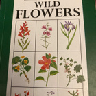 PAMELA FOREY: WILD FLOWERS - pikkukuva 1