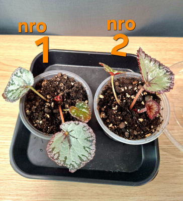 Begonia Hawaiian Silver taimia 5kpl
